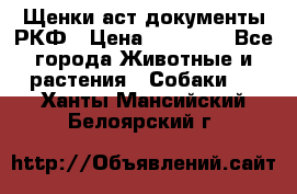 Щенки аст документы РКФ › Цена ­ 15 000 - Все города Животные и растения » Собаки   . Ханты-Мансийский,Белоярский г.